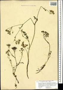 Carum meifolium (M. Bieb.) Boiss., Caucasus, Stavropol Krai, Karachay-Cherkessia & Kabardino-Balkaria (K1b) (Russia)