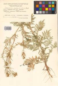 Descurainia sophia (L.) Webb ex Prantl, Eastern Europe, Lower Volga region (E9) (Russia)