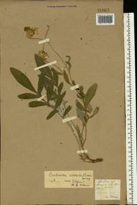 Psephellus marschallianus (Spreng.) K. Koch, Eastern Europe, North Ukrainian region (E11) (Ukraine)