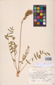 Oxytropis uralensis (L.) DC., Eastern Europe, Eastern region (E10) (Russia)