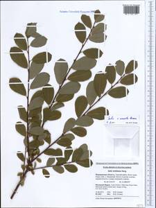 Salix onusta Bess., Eastern Europe, Northern region (E1) (Russia)