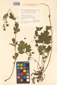 Geum × intermedium Ehrh., Eastern Europe, North-Western region (E2) (Russia)