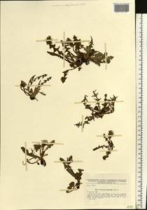 Taraxacum stenoglossum Brenner, Eastern Europe, North-Western region (E2) (Russia)