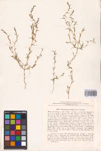 Petrosimonia triandra (Pall.) Simonk., Eastern Europe, Lower Volga region (E9) (Russia)