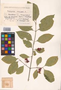 Euonymus europaeus L., Eastern Europe, Central forest-and-steppe region (E6) (Russia)