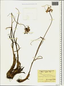 Allium rupestre Steven, Crimea (KRYM) (Russia)
