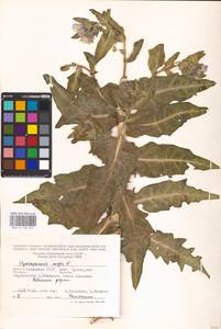 MHA 0 158 625, Hyoscyamus niger L., Eastern Europe, Lower Volga region (E9) (Russia)