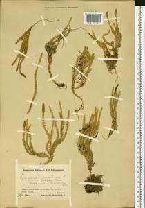 Spinulum annotinum subsp. dubium (Zoëga) J.H.Xue, Chepinoga & K.P.Ma, Siberia, Chukotka & Kamchatka (S7) (Russia)