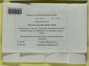 Myurella tenerrima (Brid.) Lindb., Bryophytes, Bryophytes - Krasnoyarsk Krai, Tyva & Khakassia (B17) (Russia)