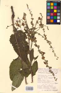 MHA 0 159 032, Verbascum chaixii Vill., Eastern Europe, Lower Volga region (E9) (Russia)