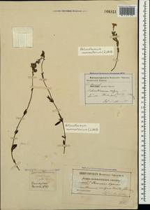 Helianthemum nummularium (L.) Mill., Crimea (KRYM) (Russia)
