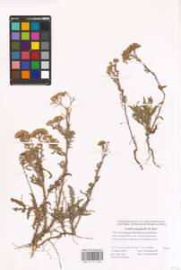 Achillea leptophylla M. Bieb., Eastern Europe, Lower Volga region (E9) (Russia)