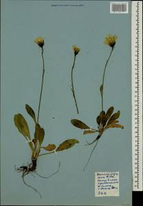Hieracium nigrescens Willd., Eastern Europe, Northern region (E1) (Russia)