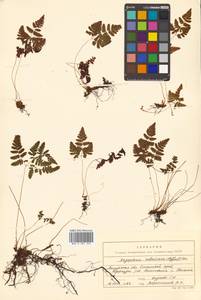 Gymnocarpium robertianum (Hoffm.) Newman, Siberia, Russian Far East (S6) (Russia)