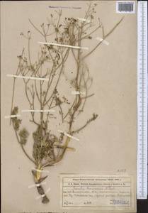 Ferula karataviensis (Regel & Schmalh.) Korovin, Middle Asia, Northern & Central Tian Shan (M4) (Kazakhstan)