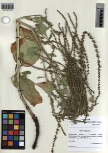 KUZ 003 695, Beta vulgaris L., Siberia, Altai & Sayany Mountains (S2) (Russia)