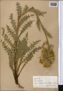 Cirsium, Middle Asia, Pamir & Pamiro-Alai (M2) (Tajikistan)