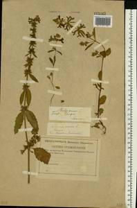 Stachys annua (L.) L., Eastern Europe, Central region (E4) (Russia)