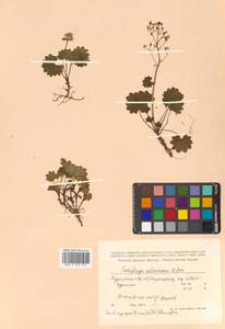 Micranthes nelsoniana subsp. nelsoniana, Siberia, Russian Far East (S6) (Russia)