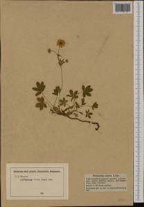 Potentilla aurea L., Western Europe (EUR) (Austria)