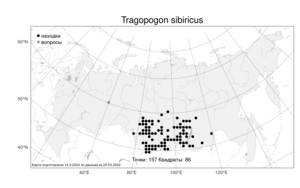 Tragopogon sibiricus Ganesch., Atlas of the Russian Flora (FLORUS) (Russia)