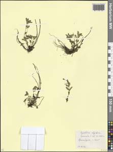 Epilobium algidum M. Bieb., Caucasus, Stavropol Krai, Karachay-Cherkessia & Kabardino-Balkaria (K1b) (Russia)