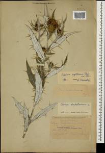 Lophiolepis argillosa (Petrov ex Kharadze) Bures, Del Guacchio, Iamonico & P. Caputo, Caucasus, Dagestan (K2) (Russia)