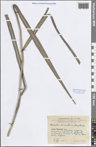 Miscanthus sacchariflorus (Maxim.) Benth. & Hook.f. ex Franch., South Asia, South Asia (Asia outside ex-Soviet states and Mongolia) (ASIA) (China)
