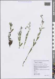 Myosotis scorpioides L., Siberia, Baikal & Transbaikal region (S4) (Russia)