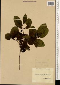 Lonicera caucasica subsp. orientalis (Lam.) D. F. Chamb. & Long, Caucasus, Krasnodar Krai & Adygea (K1a) (Russia)