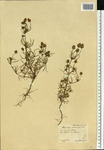 Plantago arenaria Waldst. & Kit., Eastern Europe, Central forest-and-steppe region (E6) (Russia)