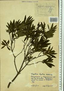 Daphne sophia Kalen., Eastern Europe, Central forest-and-steppe region (E6) (Russia)