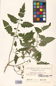 Solanum lycopersicum L., Eastern Europe, Moscow region (E4a) (Russia)