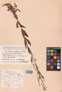 Epilobium pseudorubescens A. K. Skvortsov, Eastern Europe, Central region (E4) (Russia)