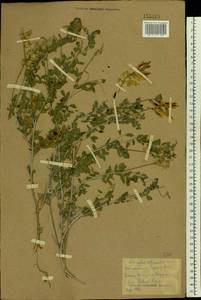 Astragalus albicaulis DC., Eastern Europe, Rostov Oblast (E12a) (Russia)