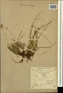 Carex michelii Host, Caucasus, Georgia (K4) (Georgia)