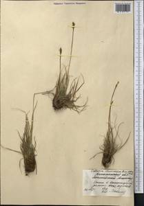 Carex kokanica (Regel) S.R.Zhang, Middle Asia, Northern & Central Tian Shan (M4) (Kazakhstan)