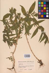 Epilobium hirsutum L., Eastern Europe, North-Western region (E2) (Russia)