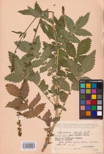 Agrimonia procera Wallr., Eastern Europe, Central region (E4) (Russia)