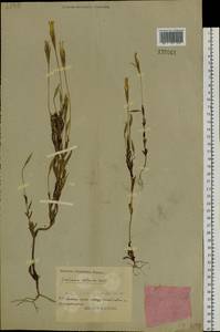 Gentianopsis komarovii (Grossh.) H. Toyokuni, Siberia, Russian Far East (S6) (Russia)
