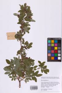 Rosa majalis Herrm., Eastern Europe, Moscow region (E4a) (Russia)