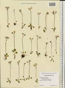 Primula nutans Georgi, Eastern Europe, Northern region (E1) (Russia)