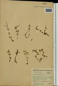 Epilobium anagallidifolium Lam., Eastern Europe, Northern region (E1) (Russia)