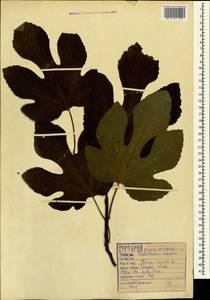 Ficus carica L., Caucasus, Black Sea Shore (from Novorossiysk to Adler) (K3) (Russia)
