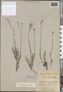 Eremogone saxatilis (L.) Ikonn., Middle Asia, Muyunkumy, Balkhash & Betpak-Dala (M9) (Kazakhstan)