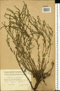 Artemisia campestris, Eastern Europe, Middle Volga region (E8) (Russia)
