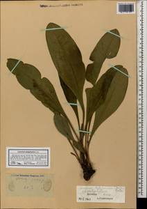 Limonium platyphyllum Lincz., Caucasus, Dagestan (K2) (Russia)