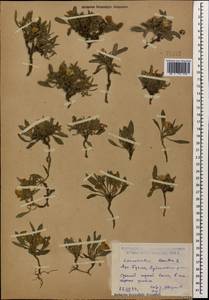 Convolvulus lineatus L., Caucasus, Dagestan (K2) (Russia)