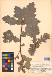 Quercus robur L., Eastern Europe, Lower Volga region (E9) (Russia)