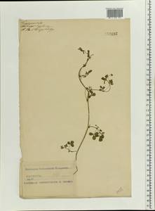 Medicago lupulina L., Eastern Europe, Middle Volga region (E8) (Russia)